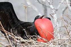 Frégate superbe mâle, en train de parader sur son nid, aux îles Galapagos