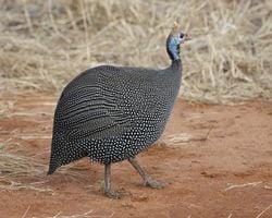 Une pintade commune, au Kenya