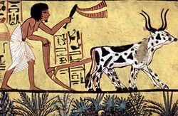 L'araire égyptienne ne trace qu'un seul sillon à la fois.