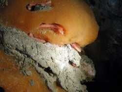 Une nappe d'hydrate de méthane (en orange), avec des vers méthanicoles. Chaque ver s'est creusé une sorte de petite niche dans la glace de méthane.