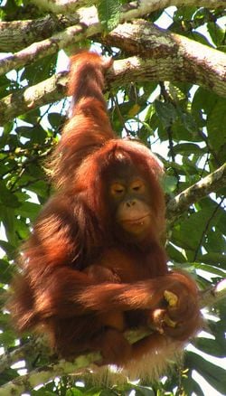 Orang-outan de Bornéo