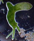 Une hydre verte