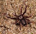 Un ricinule, Cryptocellus goodnighti. On connaît 65 espèces de ricinules.