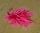 Images sur les nudibranches