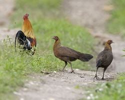 Un Coq bankiva, accompagné de deux poules, en Inde.