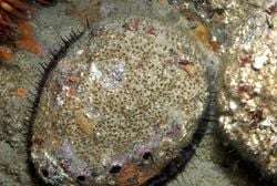 Un ormeau, Haliotis rufescens