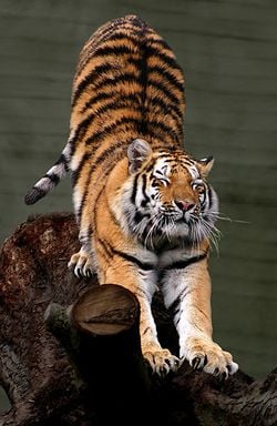 Un tigre de Sibérie