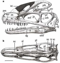 Anatomie du crâne.