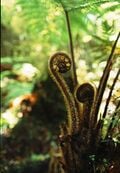 Fronde naissante, sortant de terre à partir du rhizome.
