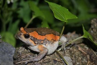 Grenouille peinte de Malaisie (Kaloula pulchra)