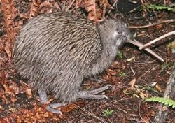 Kiwi austral (Apteryx australis)