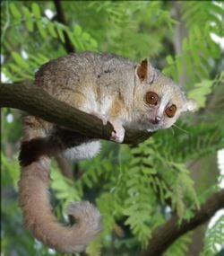 Microcèbe mignon