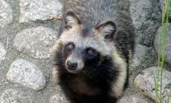 Un chien viverrin, ou tanuki.