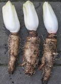 Endive