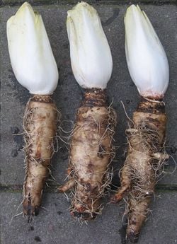 Endives ou chicons ? Les voici avec leurs racines !