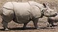 Un rhinocéros