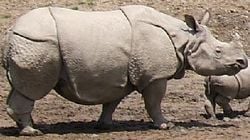 Rhinocéros indien