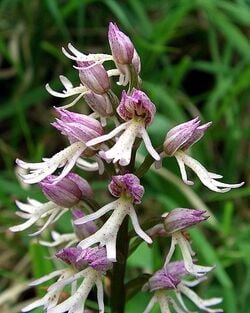 Orchis x angusticruris, Orchis à jambes étroites. Hybride d'Orchis singe et d'Orchis pourpre.