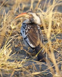 Un calao à bec rouge, dans le delta de l'Okavango, en Ouganda