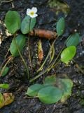 Le flûteau nageant est une plante aquatique rare et menacée.