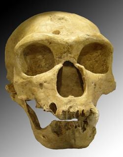 Crâne d'un homme de Néandertal (d'il y a environ 30&nbsp;000&nbsp;ans).
