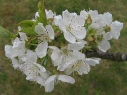 Fleurs de cerisiers.