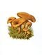 Champignon comestible