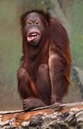 L'Oran Outan (Pongo pygmaeus)