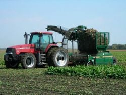 Tracteur ramassant des betteraves
