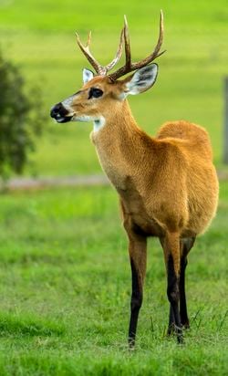 Un cerf des marais, mâle, reconnaissable grâce à ses bois.