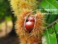 Le fruit du châtaignier. La cupule des châtaignes s'appelle la bogue.