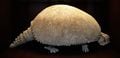 Le fossile d'un squelette de glyptodon, un cousin préhistorique du tatou. Son corps était entièrement recouvert d'ostéodermes, formant une armure autour de son corps.