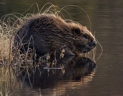 Un castor européen, en Norvège