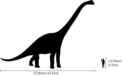 Comparaison entre la taille d'un brachiosaure et celle d'un Homme.
