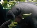 Lamantin de l'Amazone