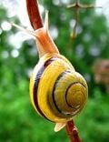 Un escargot des jardins. Il a la même couleur que l'escargot des haies qui est à côté, mais il n'a pas de trait noir sur le bord de la coquille.