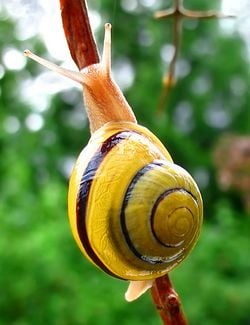 Un escargot des jardins