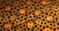Chromatophores d'encornet de Californie