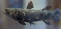 Un coelacanthe. Le plus ancien coelacanthe connu est Euporosteus eifeliensis, du Dévonien (-380 millions d'années)