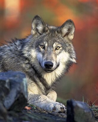Loup d'Amérique du Nord, aux aguets