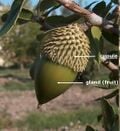 La cupule du chêne kermès porte de nombreux piquants