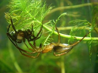 Deux argyronètes, sous l'eau, parmi les plantes aquatiques : la femelle est à gauche, le mâle est à droite