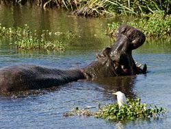 Un hippopotame