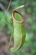 L'urne d’un Nepenthes pendant d’une branche.