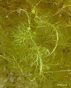 Une utriculaire. Les sortes de petites bulles vertes claires sont les pièges, appelés «&nbsp;outres&nbsp;», dans lesquels elle attrape les petits animaux aquatiques.