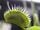 Images sur les plantes carnivores