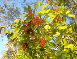 Le Faux poivrier du Brésil (Schinus terebinthifolius) est également cultivé, comme son cousin, pour produire du poivre rose.