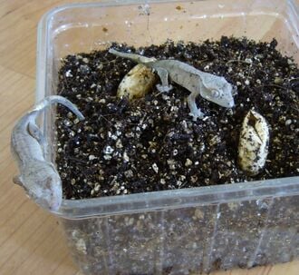 Photo "Jeunes geckos sortant de leurs oeufs"