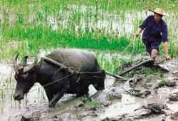 Labourage d'une rizière avec l'aide d'un buffle