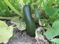 Courgettes sur la plante